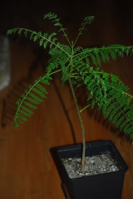 jacaranda 003yy.jpg