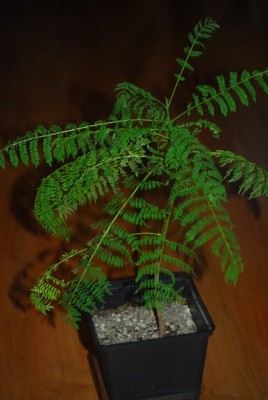 jacaranda 002yy.jpg