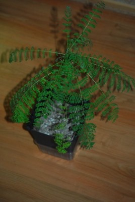 jacaranda 001yy.jpg