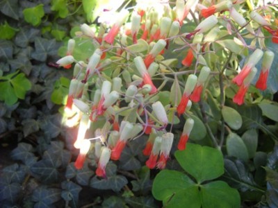 DSCN4069.JPG