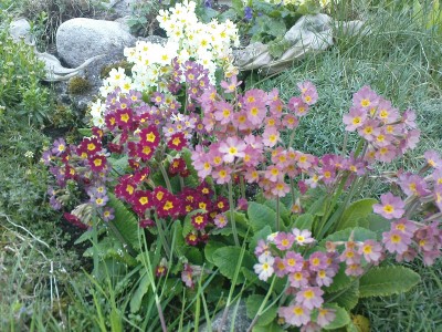 Waldschlüsselblumen Hybriden.jpg