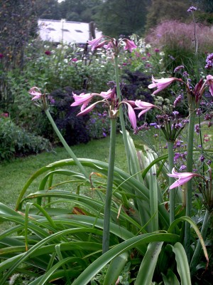 Crinum x powelli04k.jpg