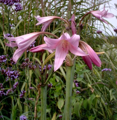 Crinum x powelli03k.jpg