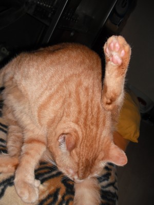 putzen1.jpg
