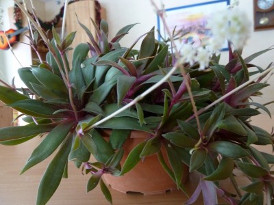 CrassulaRosularis.jpg