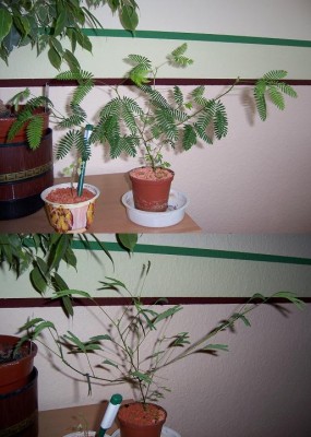 mimose26_10_06.JPG