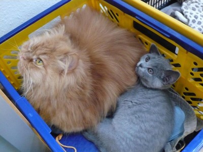 Lolek&amp;Felix (131).JPG