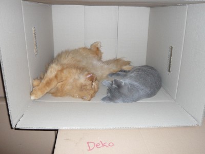 Lolek&amp;Felix (201).JPG