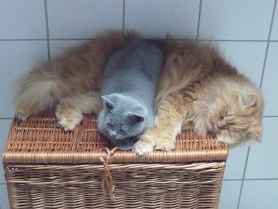 Lolek&amp;Felix (156).JPG