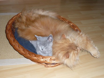 Lolek&amp;Felix (83).JPG