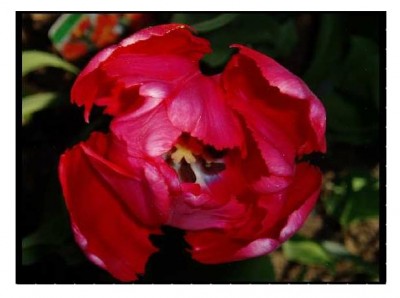 21.01.11 - Distelchens schwer.JPG