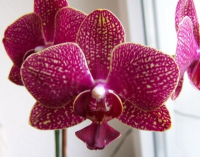 phal.jpg