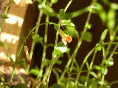 Kalanchoe.jpg
