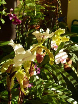 Frauenschuh Phalaenopsis und Dendrobium.jpg