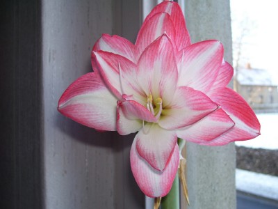 Blossom Peacock_1.jpg