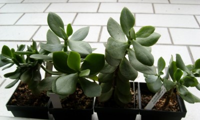 C. arborescens mal vier.JPG