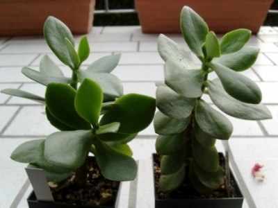 C.arborescens  .JPG