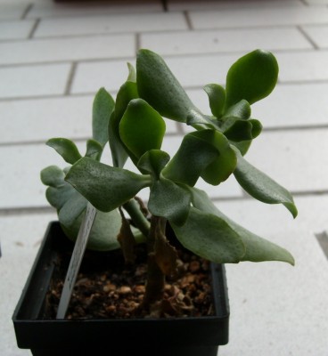 C.arborescens ....JPG