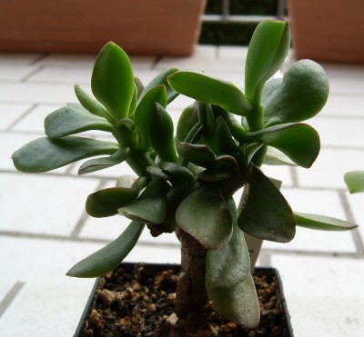 und nochmal C. arborescens.JPG
