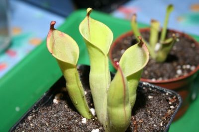 heliamphora_heterodoxa.jpg