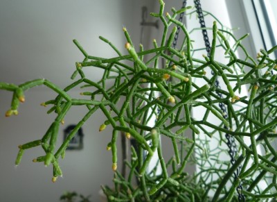 Blütenknospen Rhipsalis saglionis.JPG
