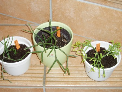 Rhipsalis von Norbert.JPG