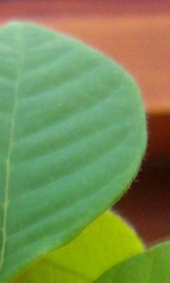 Ausschnitt Januarrätsel 22.01.2011.jpg