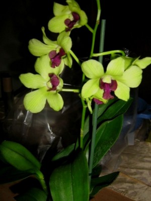 Dendrobium1.jpg