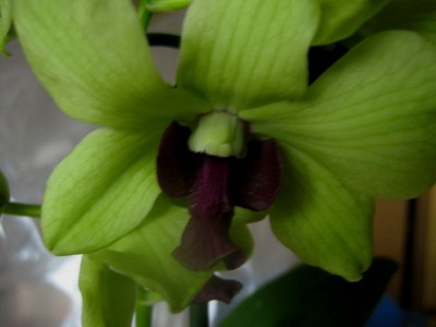 Dendrobium.jpg