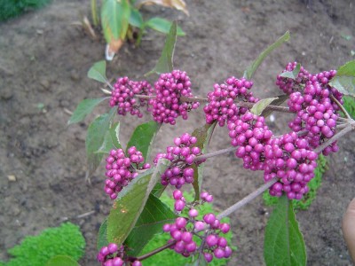 DSC06945.jpg