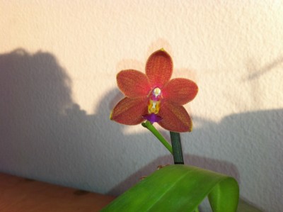 Phal. Salmon Copper Star1.jpg