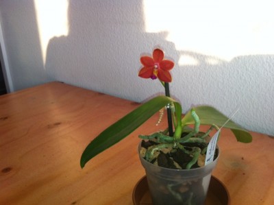 Phal. Salmon Copper Star.jpg