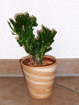 Crassula portulacea Löffelbaum.JPG