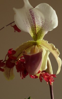 Leeanum und Howeara.jpg