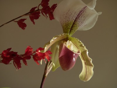Howeara Lava Burst und Paphiopedilum Leeanum.jpg