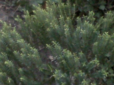 IMG01802-20110121-1650.jpg