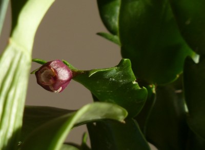 Schlumbergera Frucht.jpg