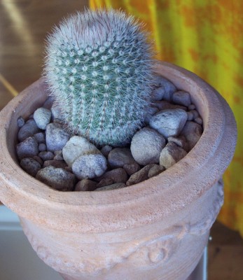 2011-01-16 - Kakteen 009.jpg