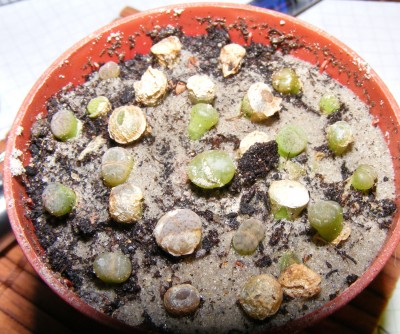 lithops.jpg