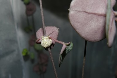 ceropegia_knoten02.jpg