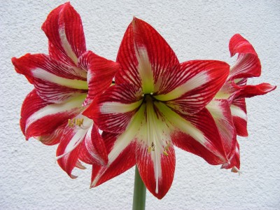 20110123 001.JPG