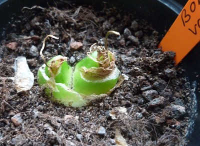 Bowiea volubilis.JPG