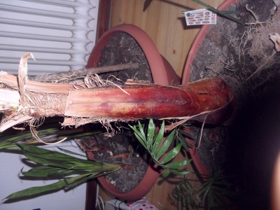 SAM_0539.JPG