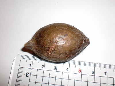 CIMG2645.JPG