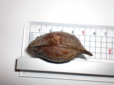 CIMG2646.JPG