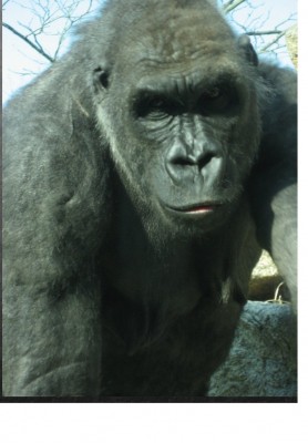 24.01. Gorilla.jpg