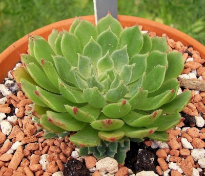 Echeveria ´Avalon´ (5).jpg