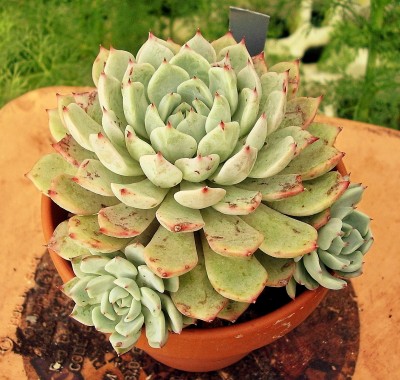 Echeveria ´Aliénor´ 1999-27 (7).jpg