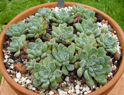 Echeveria amoena 2000-17 (8).jpg