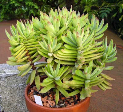 Crassula atropurpurea ssp. anomala (3).jpg